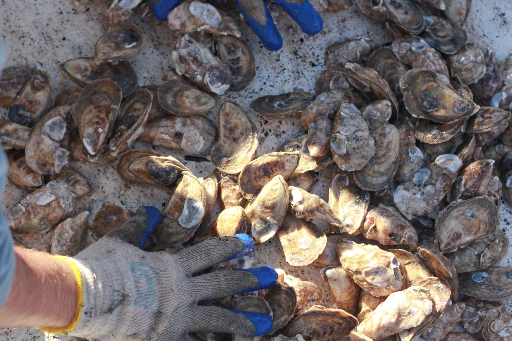 Charleston Oyster Farm